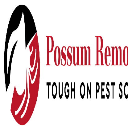 Possum Removal Melbourne