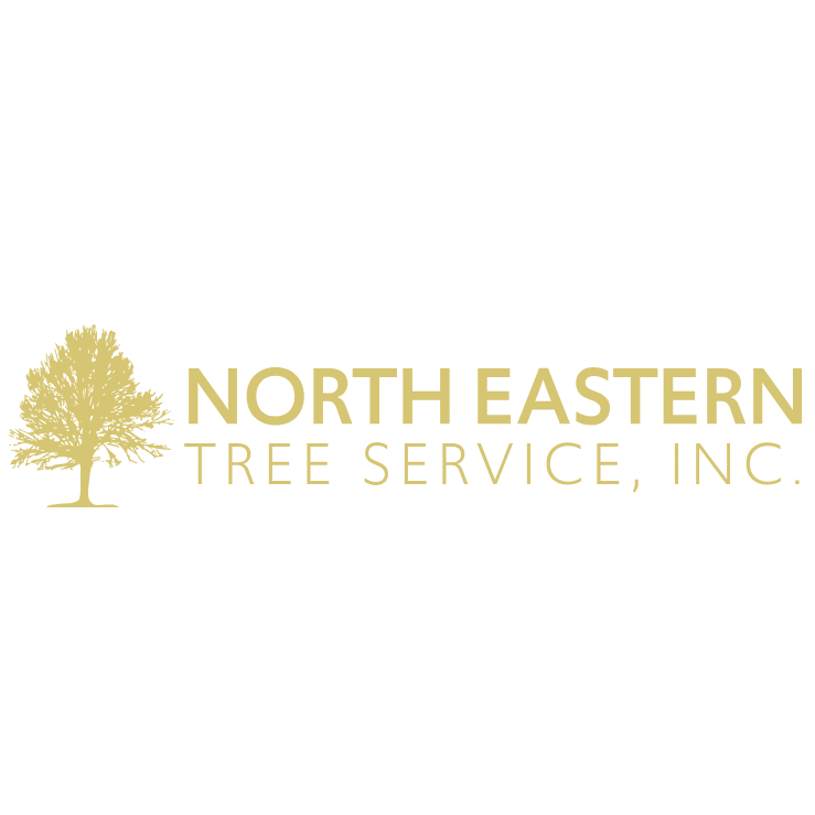 Northeastern Tree