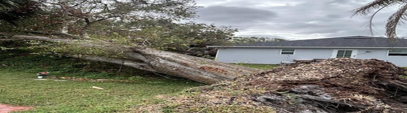 Tree Squad Removal LLC