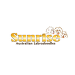 Sunrise Australian  Labradoodles